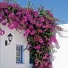 bougainvilleab